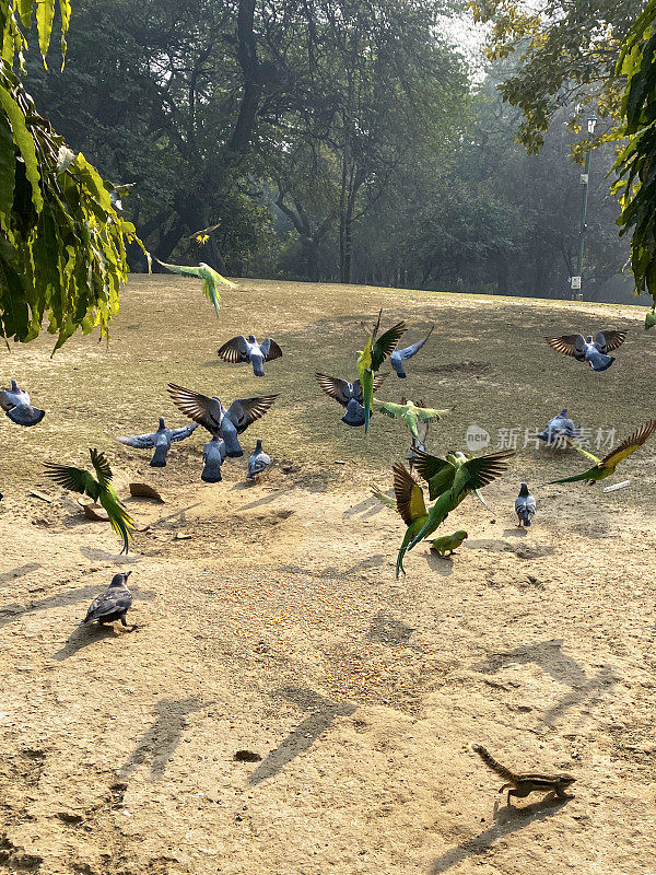 一群绿色的印度环颈长尾鹦鹉(Psittacula krameri)和野鸽(Columba livia domestica)在飞行中起飞，印度棕榈松鼠在地面上觅食，前景为焦点
